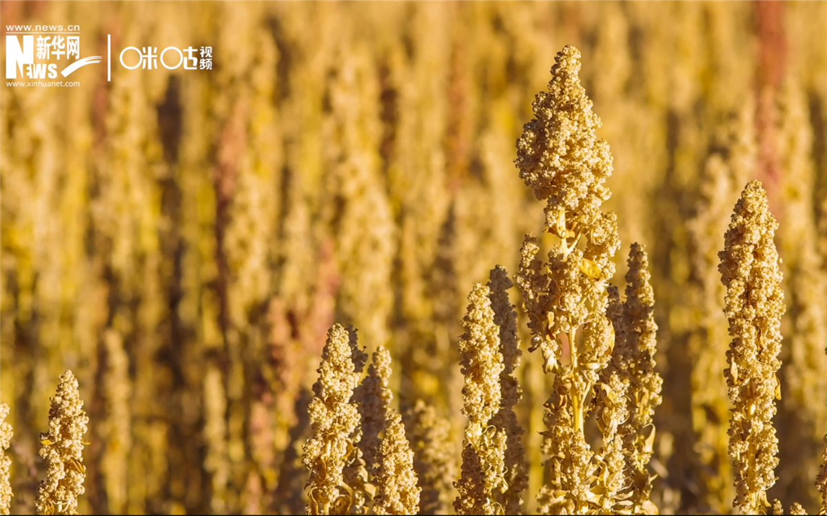 藜麥有極強的環境適應能力和低成本、高回報的種植模式